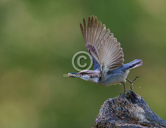 Brown-headed Nuthatch