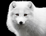 Arctic fox
