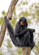 Red-faced spider monkey (Ateles paniscus)
