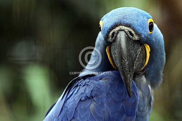 Hyacinth Macaw Hyacinth Macaw