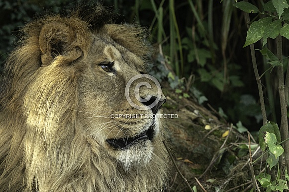 Asiatic Lion Side Profile