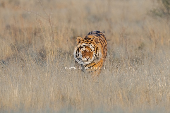 Tiger in golden grass