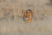 Tiger in golden grass