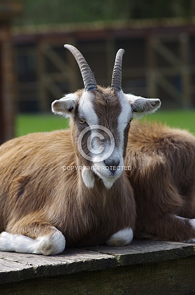 Toggenburg goat