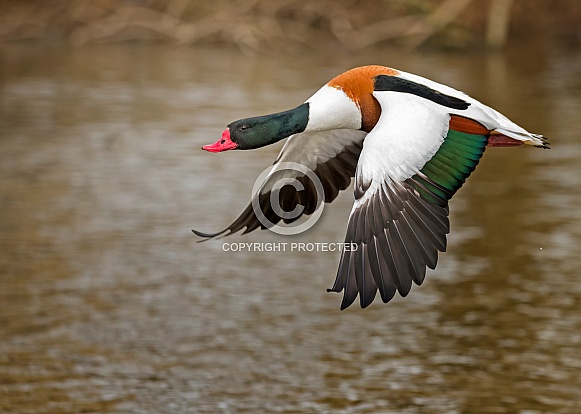 Male Shelduck in Flight