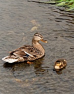 Mallard duck (female) & duckling