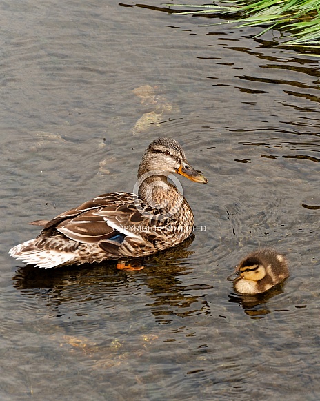 Mallard duck (female) & duckling