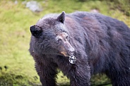 Black Bear (wild)