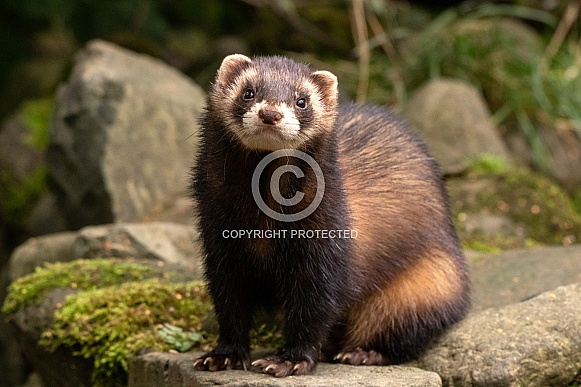 European Polecat Sitting Looking At Camera European Polecat Sitting Looking At Camera
