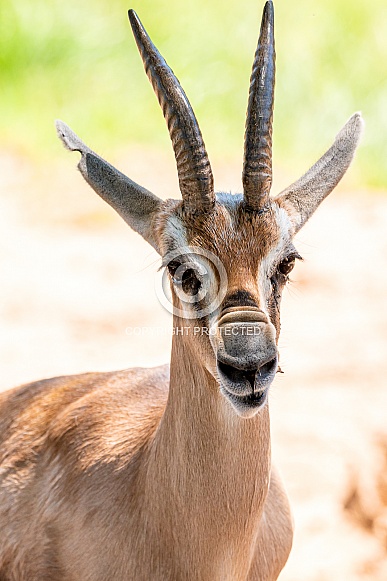 Impala