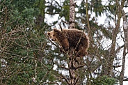 Brown Bear in Tree