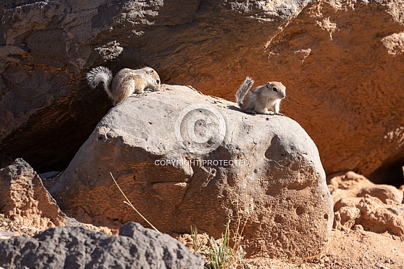 Harris's Antelope Squirrel, Ammospermophilus harrisii Harris's Antelope Squirrel, Ammospermophilus harrisii