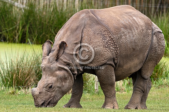 Greater One Horned Rhino Grazing Full Body