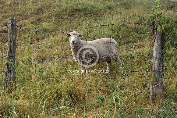 Ovis aries, domestic sheep