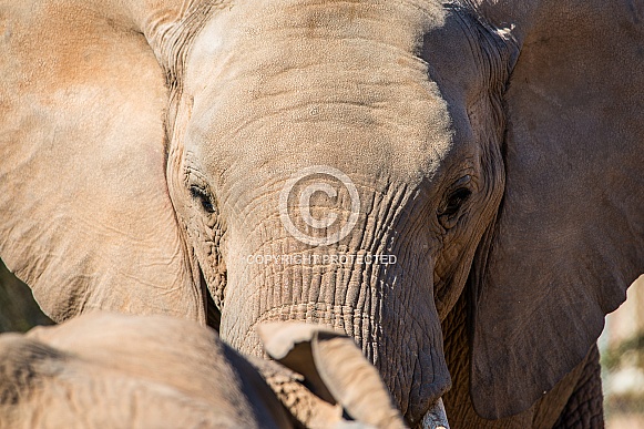 African Elephants African Elephants
