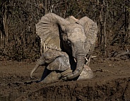 African Elephants