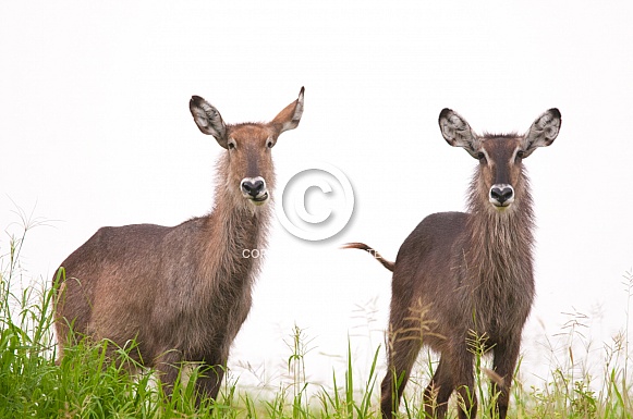 Waterbuck