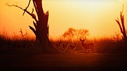 Beautiful antilopes in the nature habitat