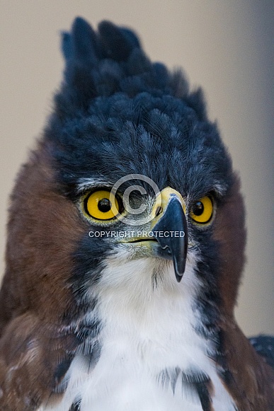 Ornate Hawk-eagle Ornate Hawk-eagle