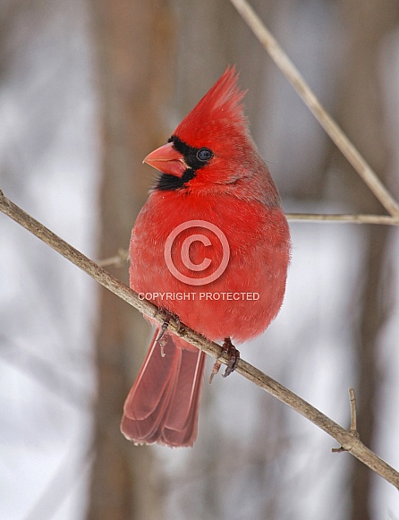 Northern Cardinal Northern Cardinal