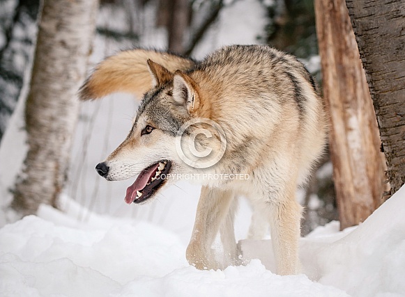 Wolf