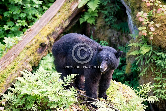 Black Bear (wild)