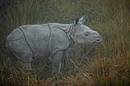 Indian rhino in the nature habitat