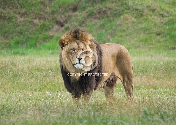 African Lion African Lion