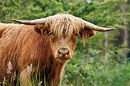 A beautiful Scottish Highlander in the green countryside.