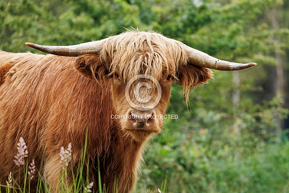 A beautiful Scottish Highlander in the green countryside.