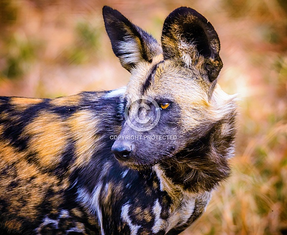 Wild Dogs