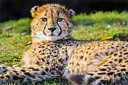 Young cheetah lying down