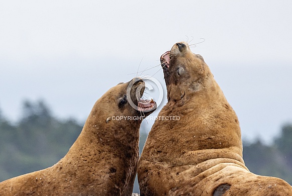 Stellar Sea Lions