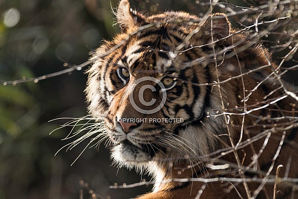 Sumatran Tiger Looking Through Bush