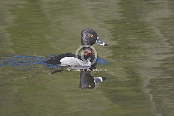 Ring-Necked Duck
