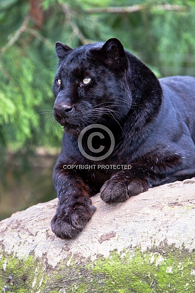 Black Panther