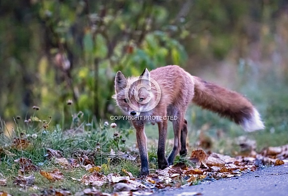 Red fox walking the path in the early morning Red fox walking the path in the early morning