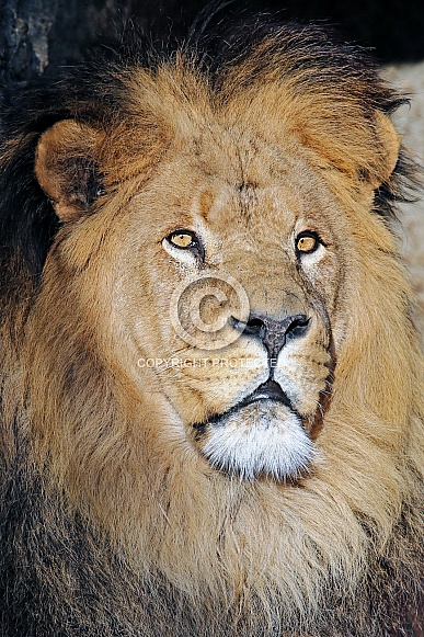 Lion (Panthera Leo)