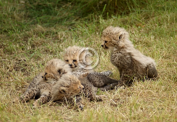 Cheetah Cubs
