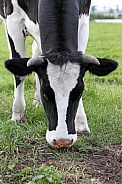 Dutch Cow and Cows