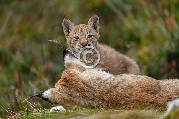 Lynx Cub