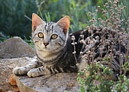 Tabby Kitten Laying On a Rock