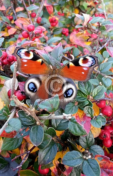 Peacock Butterfly Peacock Butterfly