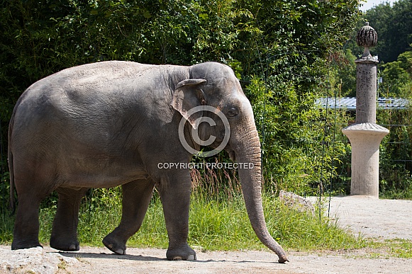 Asian Elephant