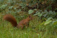 Red Squirrel