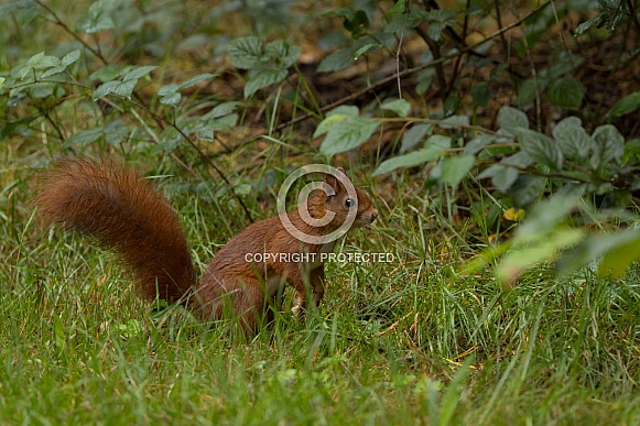 Red Squirrel