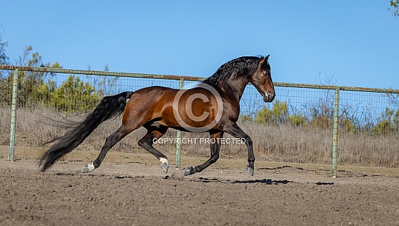 Warlander Horse