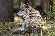 Grey Wolf