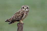 The short-eared owl (Asio flammeus)