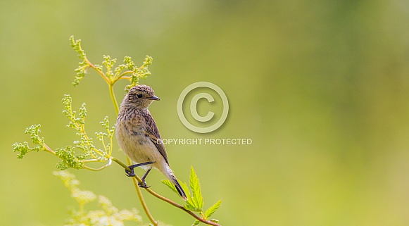 Young stonechat Young stonechat